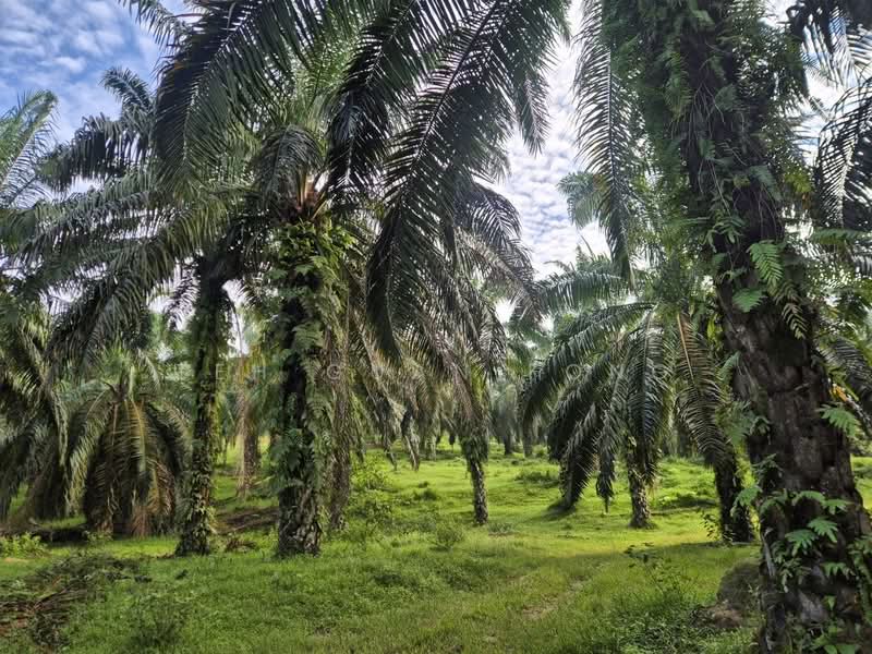 Agricultural Land for Sale in Serdang (Kedah) - Teh Guan Fong - Exterior - PropertyGuru.com.my