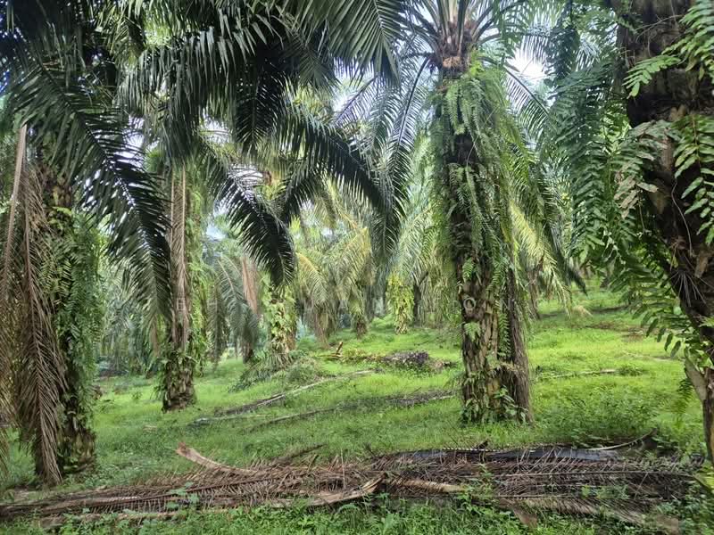 Agricultural Land for Sale in Serdang (Kedah) - Teh Guan Fong - Exterior - PropertyGuru.com.my
