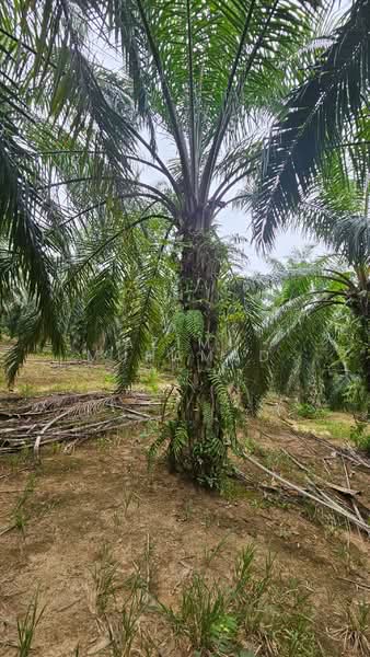 Agricultural Land for Sale in Kuala Kangsar (Perak) - Azimi Muhamad - Exterior - PropertyGuru.com.my