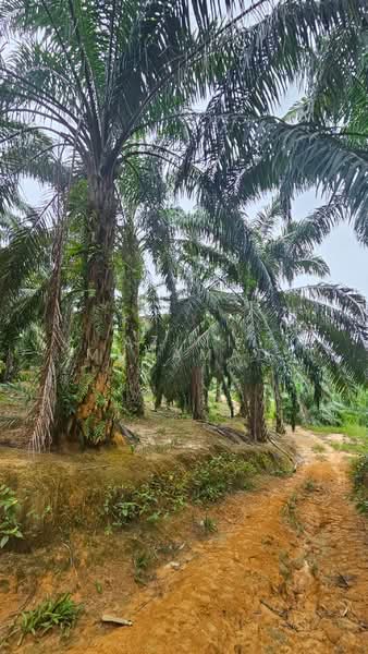 Agricultural Land for Sale in Kuala Kangsar (Perak) - Azimi Muhamad - Exterior - PropertyGuru.com.my
