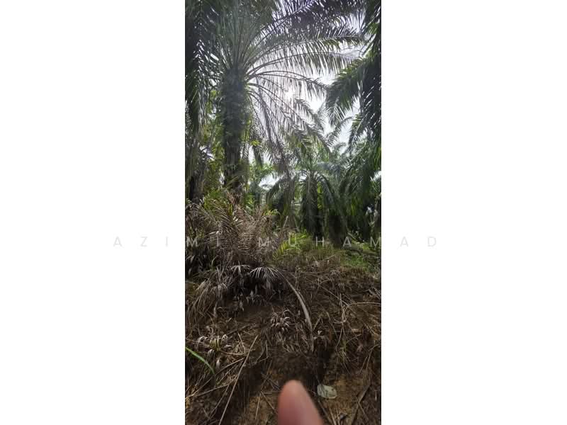 Agricultural Land for Sale in Kuala Kangsar (Perak) - Azimi Muhamad - PropertyGuru.com.my