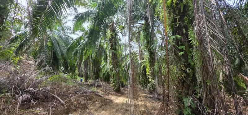 Agricultural Land for Sale in Kuala Kangsar (Perak) - Azimi Muhamad - Exterior - PropertyGuru.com.my