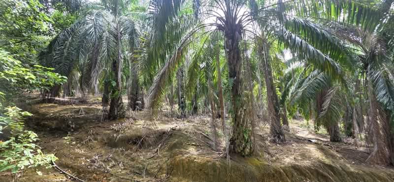 Agricultural Land for Sale in Kuala Kangsar (Perak) - Azimi Muhamad - Exterior - PropertyGuru.com.my