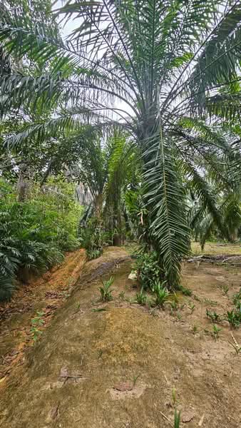 Agricultural Land for Sale in Kuala Kangsar (Perak) - Azimi Muhamad - Garden - PropertyGuru.com.my