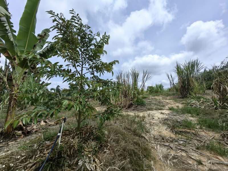 Tanah Pertanian untuk Dijual di Kuala Lipis (Pahang) - Vincent Tee - Exterior - PropertyGuru.com.my