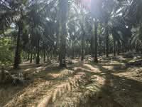 For Sale - 8 Acres Freehold Palm Oil Land Tanjung Besar Benta Kuala Lipis