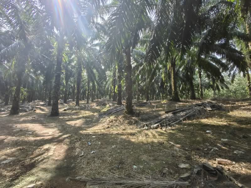 Tanah Pertanian untuk Dijual di Kuala Lipis (Pahang) - Vincent Tee - PropertyGuru.com.my