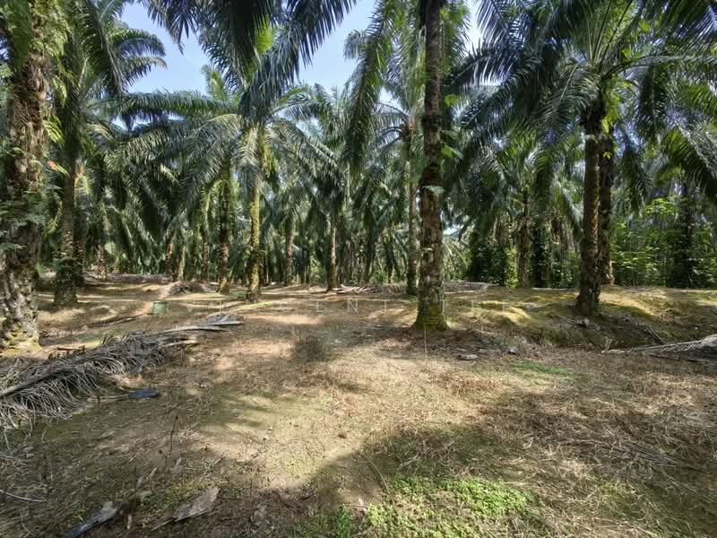 Tanah Pertanian untuk Dijual di Kuala Lipis (Pahang) - Vincent Tee - Garden - PropertyGuru.com.my