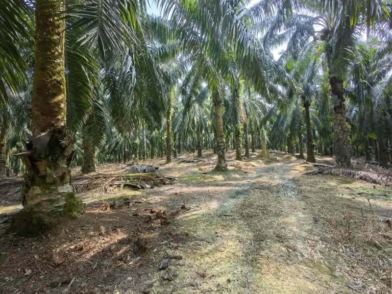 Tanah Pertanian untuk Dijual di Kuala Lipis (Pahang) - Vincent Tee - Exterior - PropertyGuru.com.my