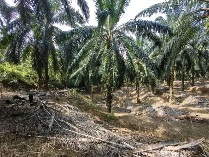 Tanah Pertanian untuk Dijual di Kuala Lipis (Pahang) - Vincent Tee - Exterior - PropertyGuru.com.my