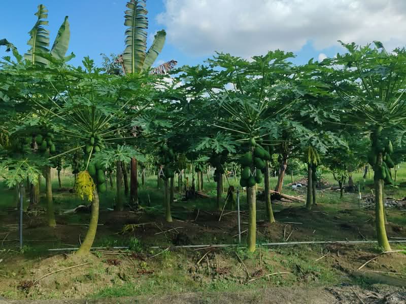 Agricultural Land for Sale in Kampung Seelong Jaya (Senai) - Max Lam - PropertyGuru.com.my