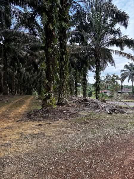 Commercial Land for Sale in Kampung Baru Sedenak (Sedenak) - Asshvain Tanabalan - PropertyGuru.com.my