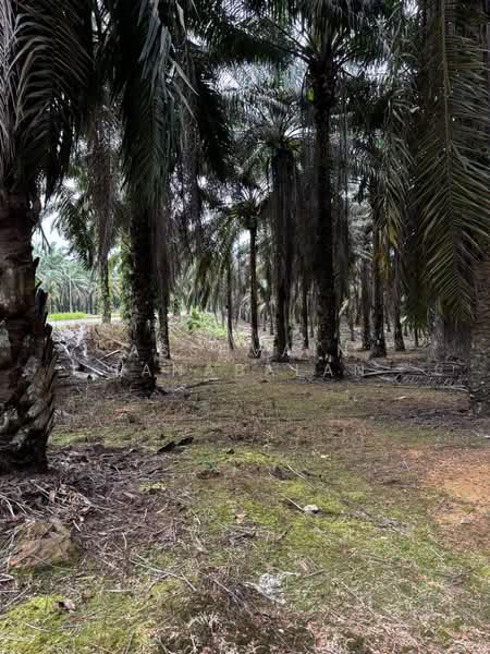 Commercial Land for Sale in Kampung Baru Sedenak (Sedenak) - Asshvain Tanabalan - PropertyGuru.com.my