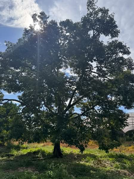 Tanah Pertanian untuk Dijual di Pontian (Johor) - Jesy Tey - Exterior - PropertyGuru.com.my