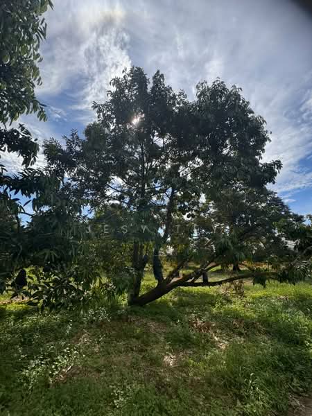 Tanah Pertanian untuk Dijual di Pontian (Johor) - Jesy Tey - Garden - PropertyGuru.com.my