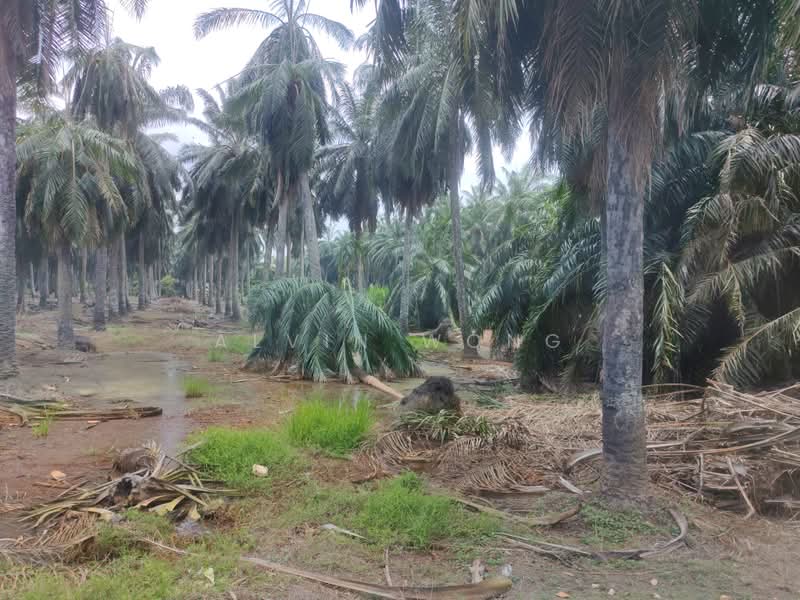 Industrial Land for Sale in Ijok (Selangor) - Alvin Wong - PropertyGuru.com.my