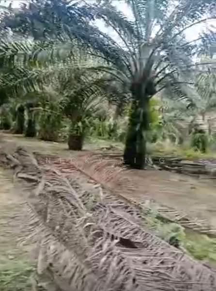 Agricultural Land for Sale in Karak (Pahang) - Nicky Ling - PropertyGuru.com.my