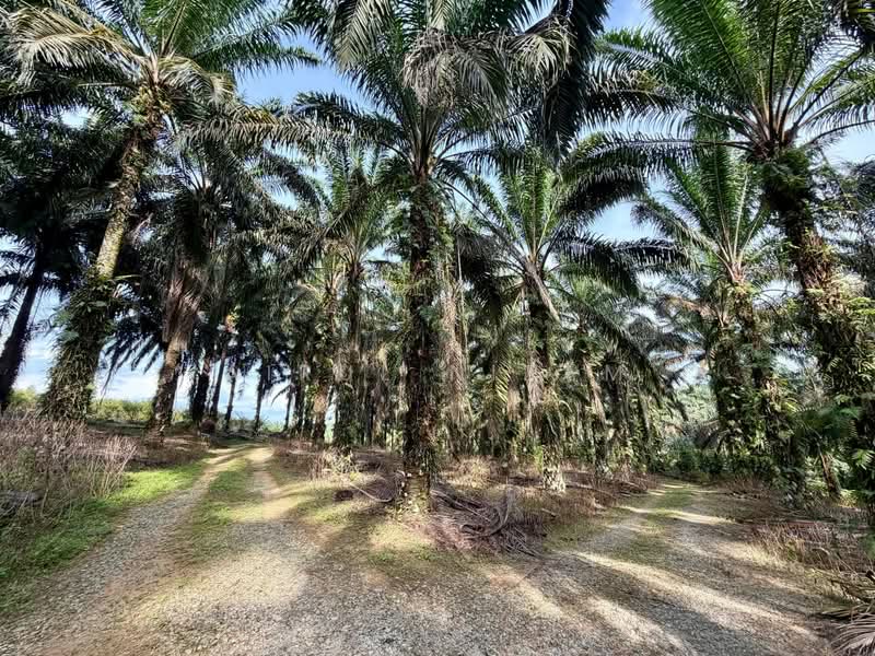 Agricultural Land for Sale in Kota Tinggi (Johor) - AIRUL NIZAM - Exterior - PropertyGuru.com.my