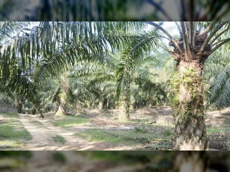 Agricultural Land for Sale in Rembau (Negeri Sembilan) - Amir Abas - Exterior - PropertyGuru.com.my