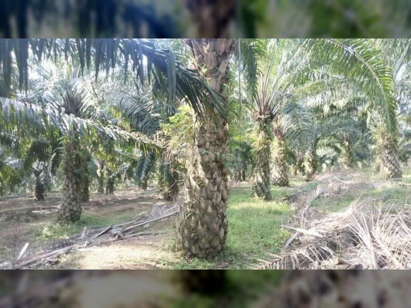 Agricultural Land for Sale in Rembau (Negeri Sembilan) - Amir Abas - PropertyGuru.com.my