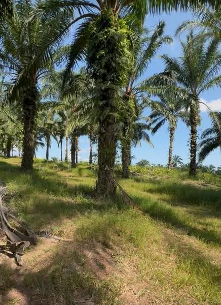 Agricultural Land for Sale in Tangkak (Johor) - Nor Baayiah - Exterior - PropertyGuru.com.my