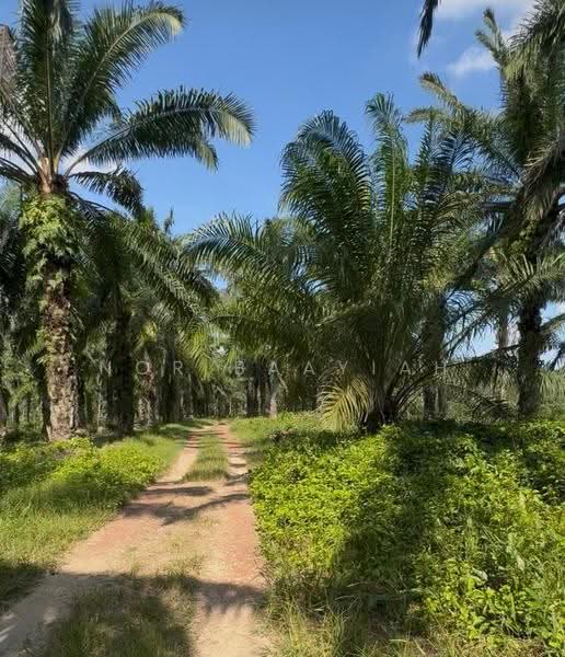 Agricultural Land for Sale in Tangkak (Johor) - Nor Baayiah - Exterior - PropertyGuru.com.my