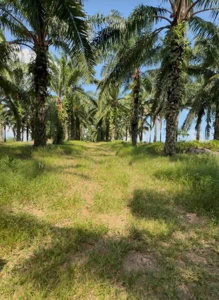Agricultural Land for Sale in Tangkak (Johor) - Nor Baayiah - Exterior - PropertyGuru.com.my