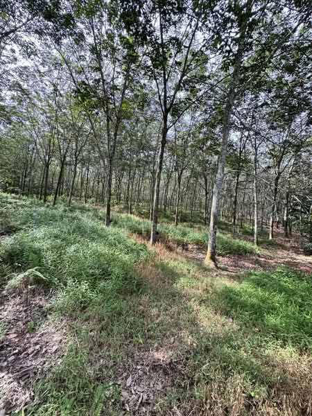 Tanah Pertanian untuk Dijual di Rembia (Melaka) - Wesley Tan - Exterior - PropertyGuru.com.my