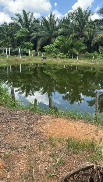 Agricultural Land for Rent in Jimah (Negeri Sembilan) - Pauline Teng - PropertyGuru.com.my