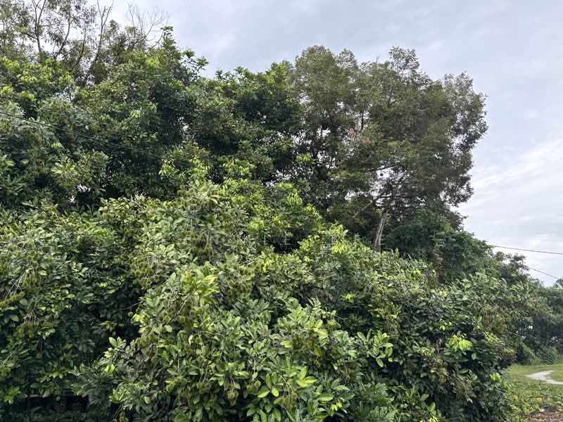 Tanah Pertanian untuk Disewa di Taman Cahaya (Teluk Intan) - Fennie Tee - PropertyGuru.com.my