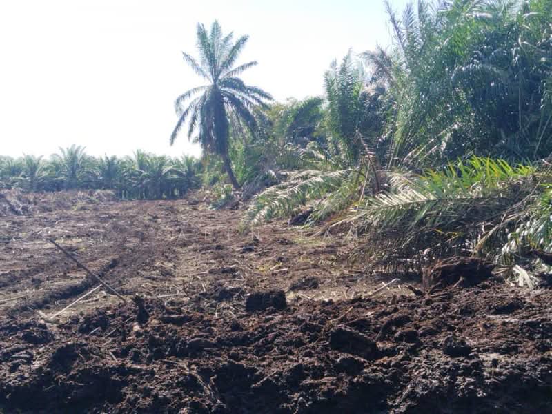 Agricultural Land for Rent in Kelapa Sawit (Kulai) - Alen Tan - PropertyGuru.com.my