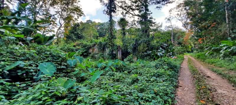 Agricultural Land for Sale in Sungai Petani (Kedah) - Elvis Liang - Exterior - PropertyGuru.com.my
