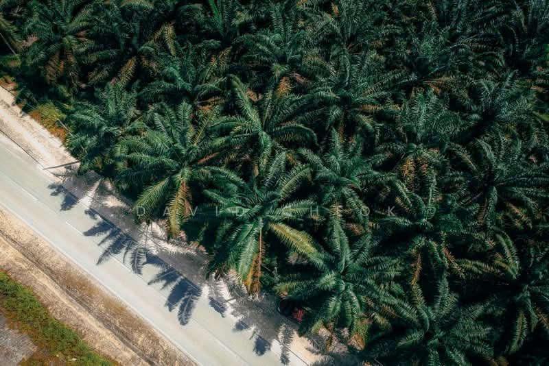 Agricultural Land for Sale in Port Dickson (Negeri Sembilan) - David Cheok - PropertyGuru.com.my