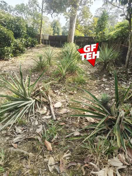 Tanah Pertanian untuk Dijual di Karangan (Kedah) - Teh Guan Fong - Exterior - PropertyGuru.com.my
