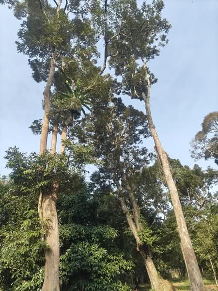 Tanah Pertanian untuk Dijual di Karangan (Kedah) - Teh Guan Fong - Exterior - PropertyGuru.com.my