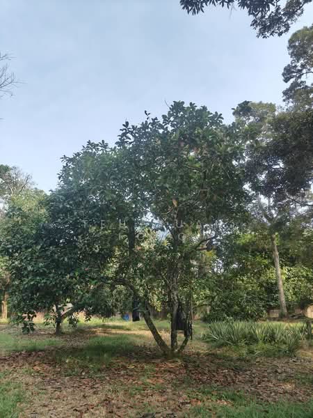 Tanah Pertanian untuk Dijual di Karangan (Kedah) - Teh Guan Fong - Exterior - PropertyGuru.com.my