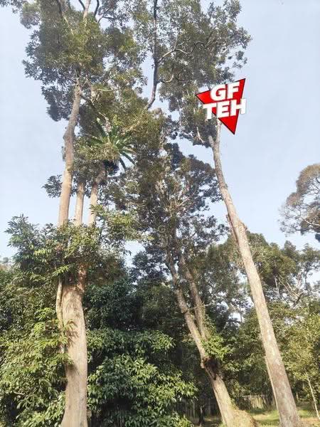 Tanah Pertanian untuk Dijual di Karangan (Kedah) - Teh Guan Fong - PropertyGuru.com.my