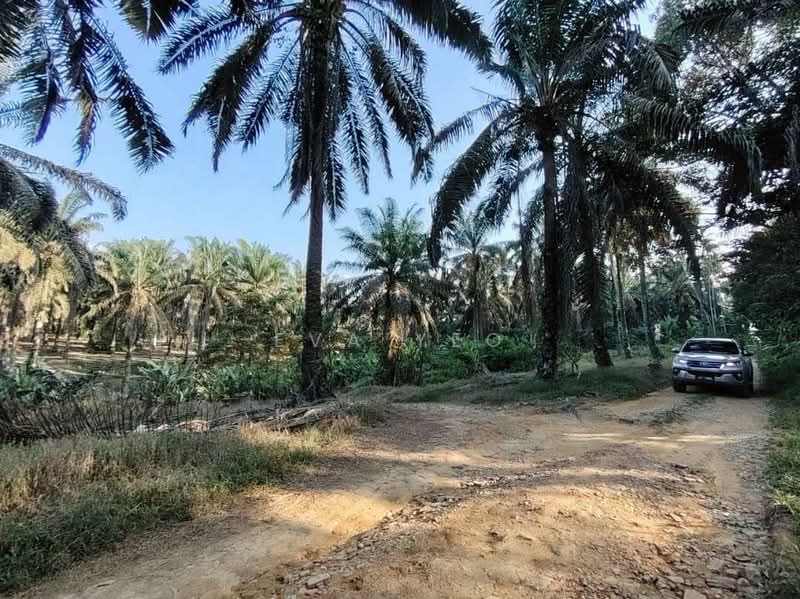 Agricultural Land for Sale in Layang Layang (Johor) - Eva Yeo - Exterior - PropertyGuru.com.my