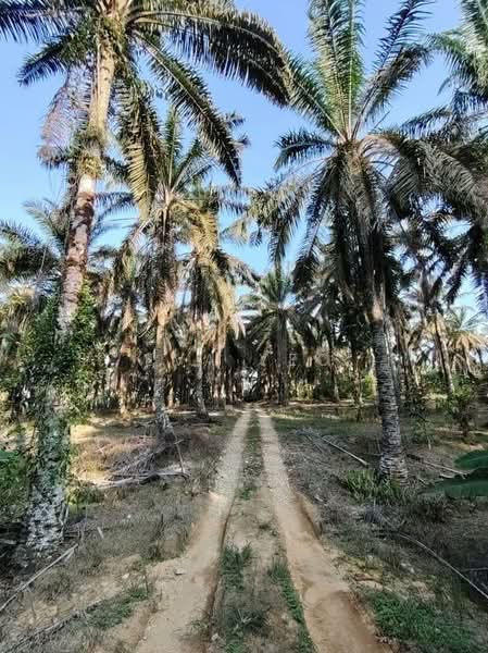 Agricultural Land for Sale in Layang Layang (Johor) - Eva Yeo - Exterior - PropertyGuru.com.my