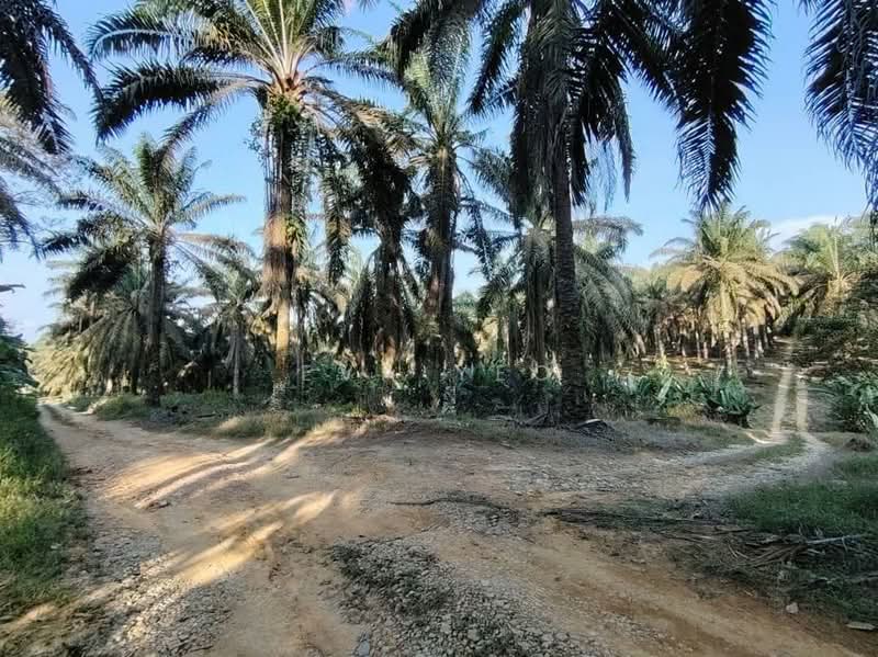 Agricultural Land for Sale in Layang Layang (Johor) - Eva Yeo - Exterior - PropertyGuru.com.my