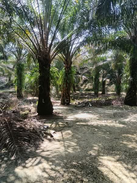 Tanah Pertanian untuk Dijual di Bidor (Perak) - Lily Chong - PropertyGuru.com.my