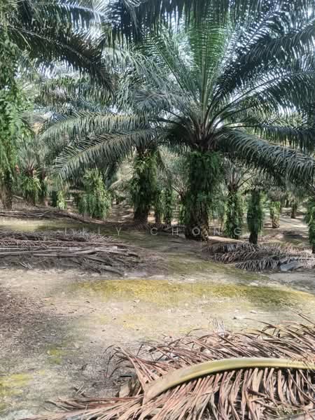 Tanah Pertanian untuk Dijual di Bidor (Perak) - Lily Chong - PropertyGuru.com.my
