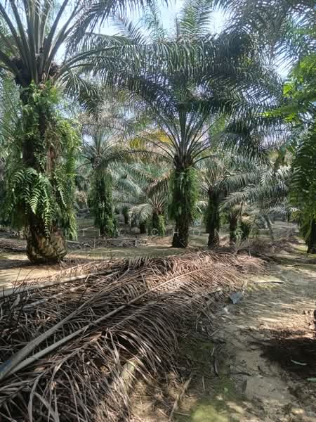 Tanah Pertanian untuk Dijual di Bidor (Perak) - Lily Chong - PropertyGuru.com.my