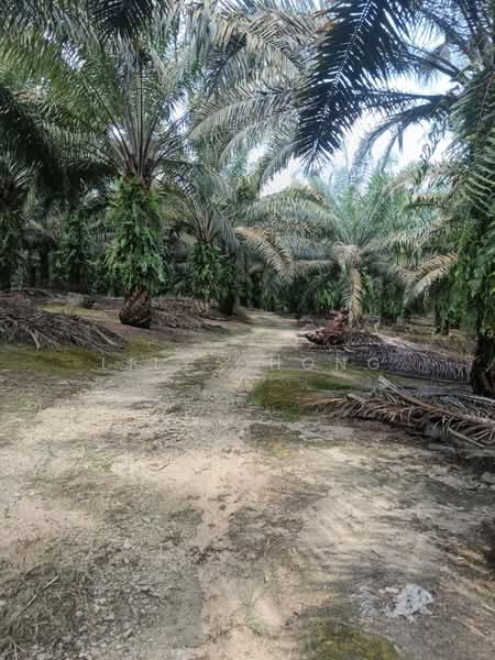 Tanah Pertanian untuk Dijual di Bidor (Perak) - Lily Chong - PropertyGuru.com.my