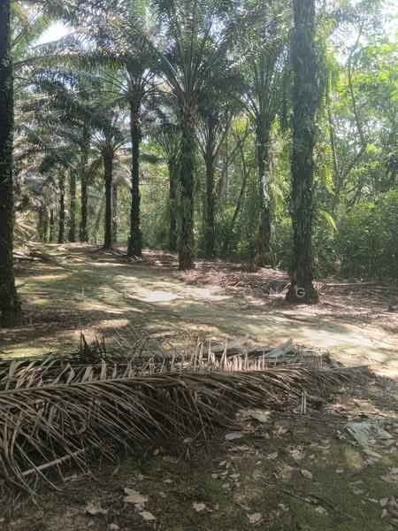 Tanah Pertanian untuk Dijual di Bidor (Perak) - Lily Chong - PropertyGuru.com.my