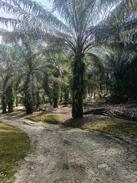Tanah Pertanian untuk Dijual di Bidor (Perak) - Lily Chong - PropertyGuru.com.my