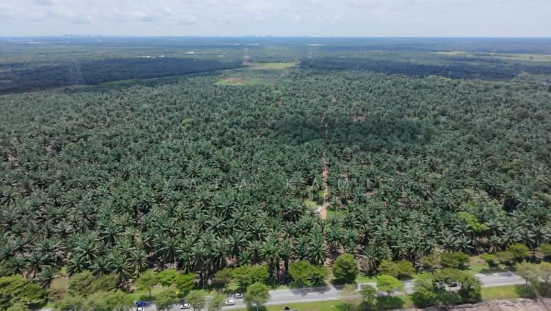 Tanah Pertanian untuk Dijual di Pontian (Johor) - Syafa Kamis - Exterior - PropertyGuru.com.my