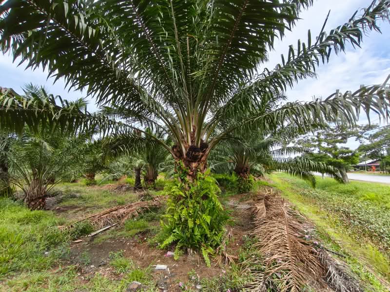 Tanah Pertanian untuk Dijual di Pontian (Johor) - ZG Law - PropertyGuru.com.my
