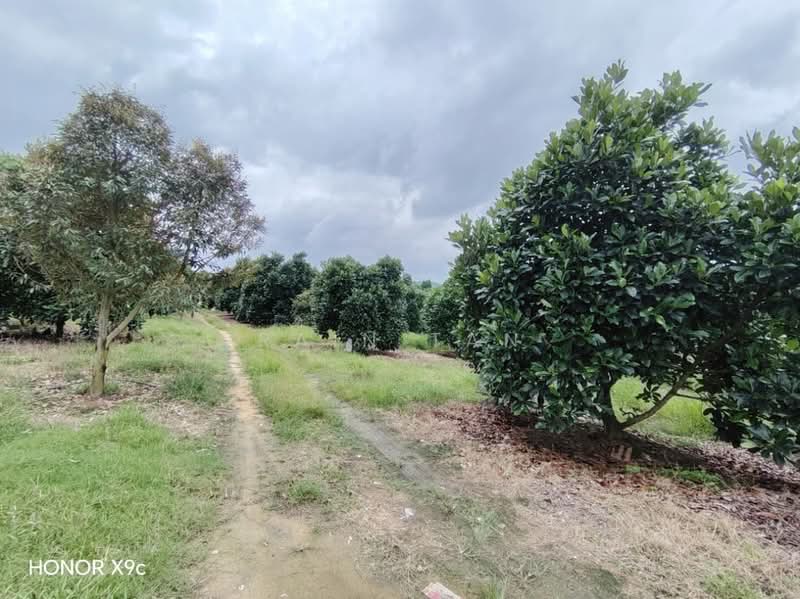Agricultural Land for Sale in Lenggeng (Negeri Sembilan) - Rain Tan - Garden - PropertyGuru.com.my