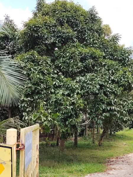 Agricultural Land for Sale in Lenggeng (Negeri Sembilan) - Rain Tan - Exterior - PropertyGuru.com.my